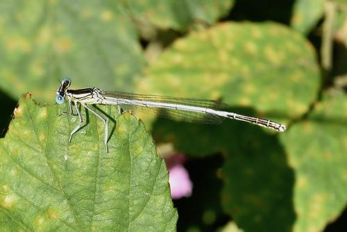 Platycnemis latipes